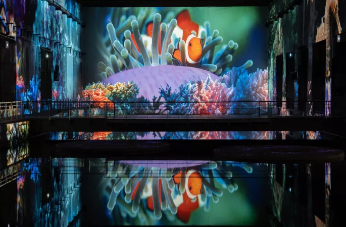 poisson clown reflet eau